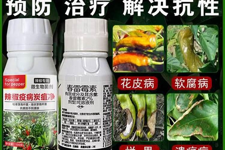 吡唑醚菌酯在辣椒上怎么用