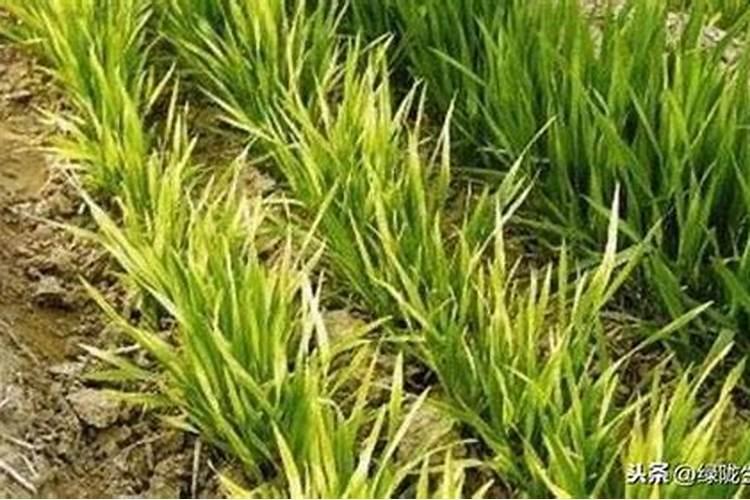 氮肥对小麦有哪些作用？