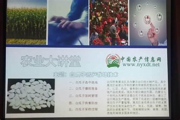 巴盟瓜子的种植技术