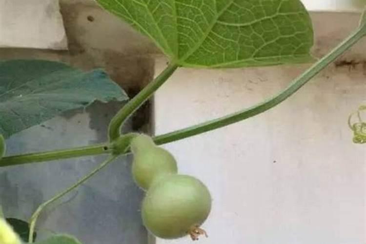 葫芦追肥用什么肥料好