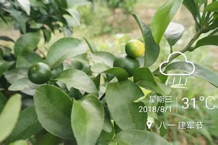 请问老师!柑橘树在什么时间施放磷肥最好？