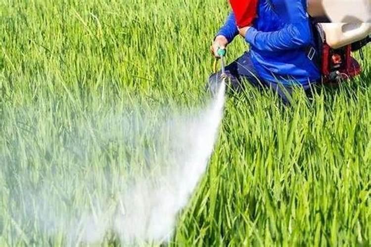 芸苔素打多了会怎么样 有哪些副作用