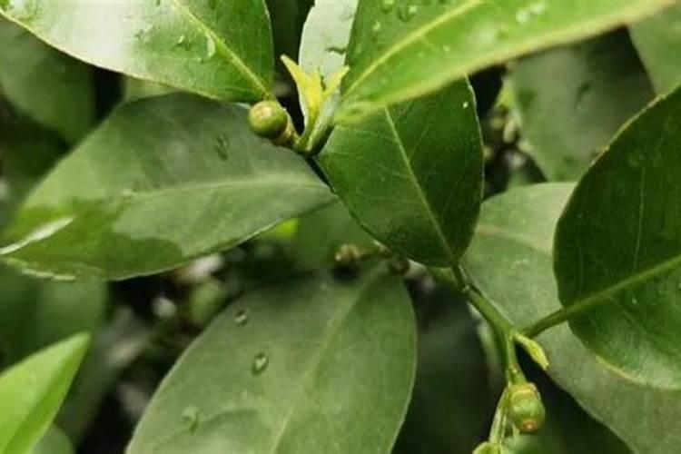 氮肥和钾肥的膨果增甜效果哪种更好？