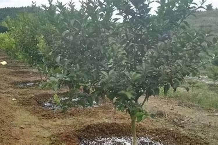 果树用什么肥料最好