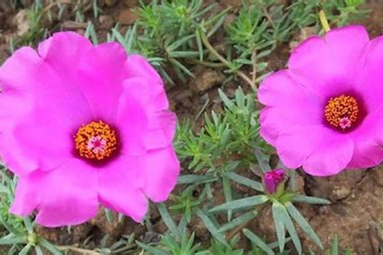 太阳花扦插成活后施什么肥好