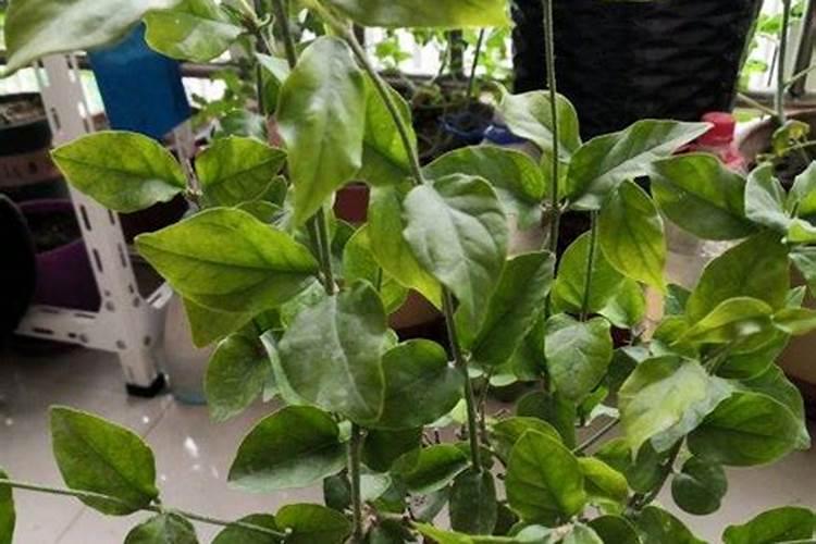 龙眼肥水管理要科学,龙眼怎么肥水管理？