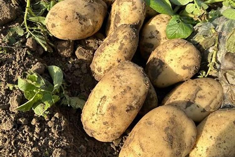 土豆底肥用什么复合肥好？用什么叶面肥幼苗涨势旺？