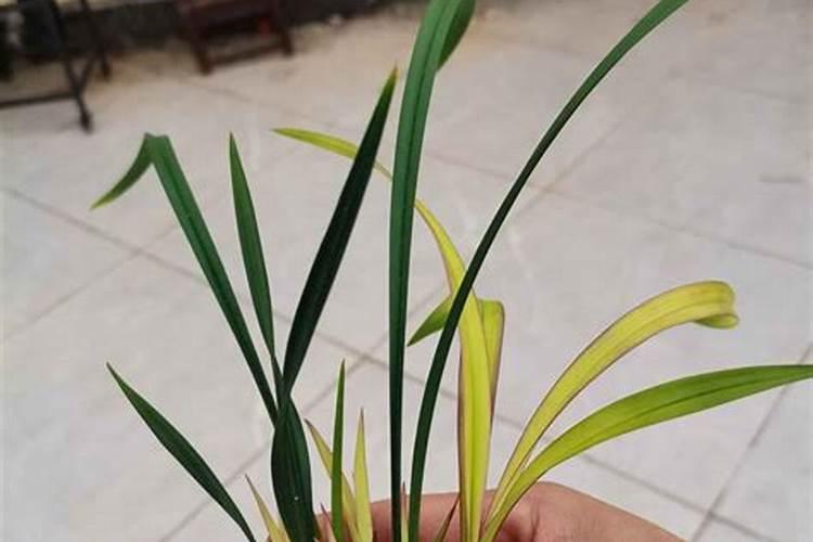 果树安全施用钙肥有哪些技术？