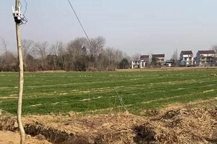 沙碗子的种植与管理