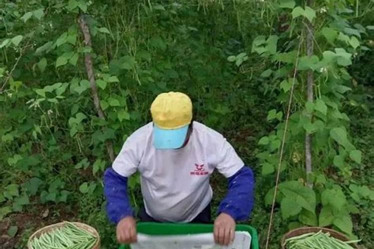 四季豆结荚期施什么肥