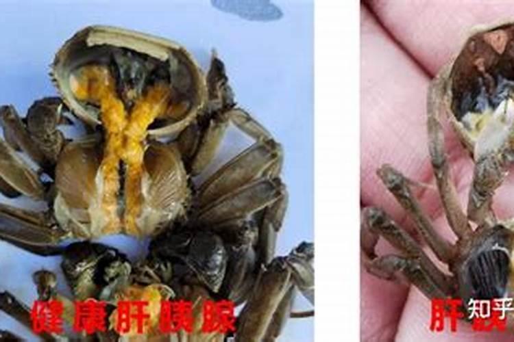 沃柑全年施肥时间表