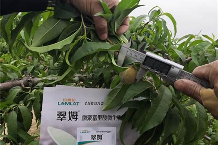 尿素叶面肥怎样配