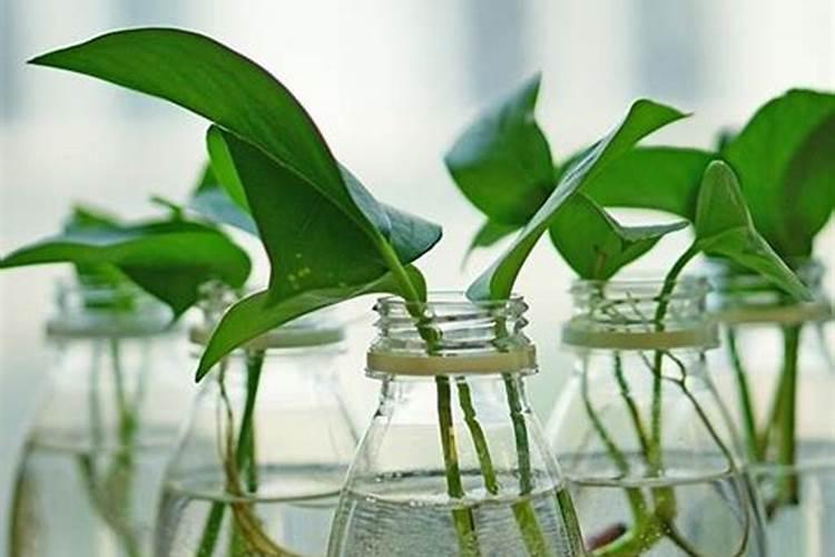 温室栽培蔬菜如何进行追肥？