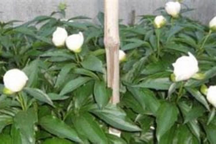 芍药如何施肥？