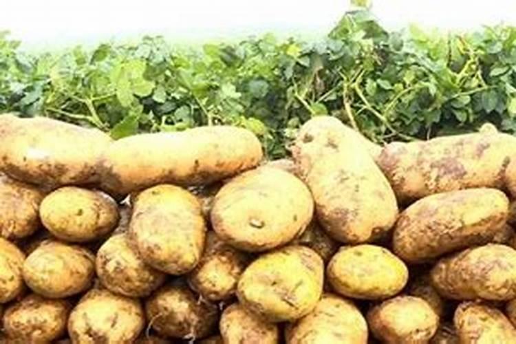想要土豆增产的话,生长期间该多施哪些肥料才最好？