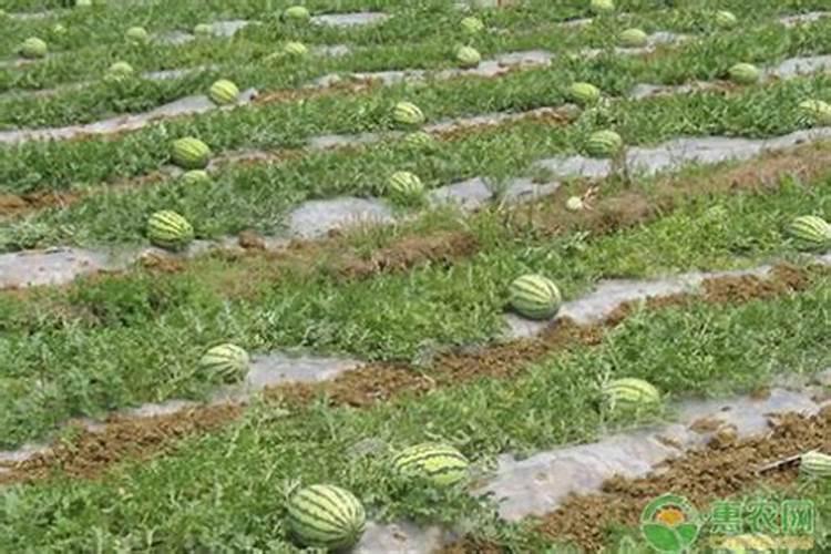 ...有些叶子的叶茎踏缩腐烂,叶片呈烫伤状,请问这是西瓜疫病还是...