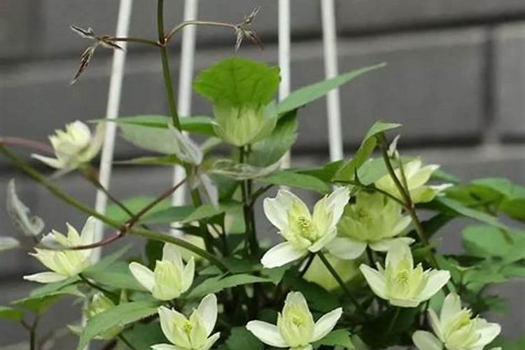 铁线莲花浇什么肥料合适