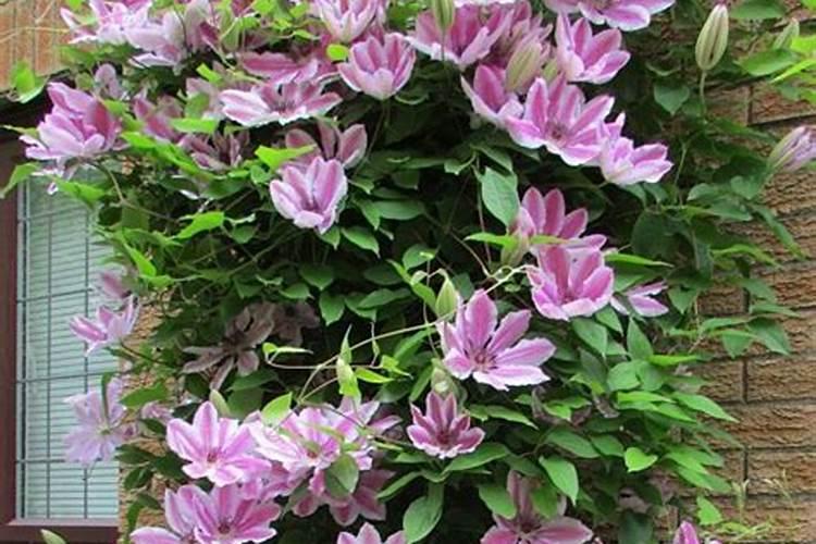 铁线莲僵苗处理方法有哪些 是什么原因造成的