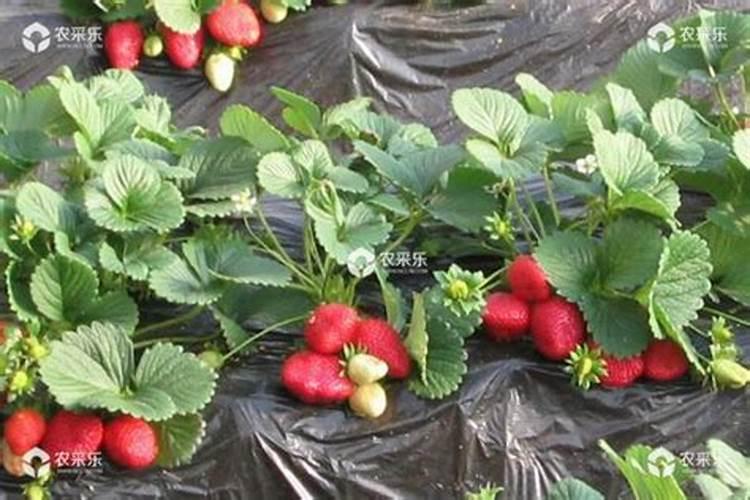 草莓需要氮磷钾肥有什 么作用？