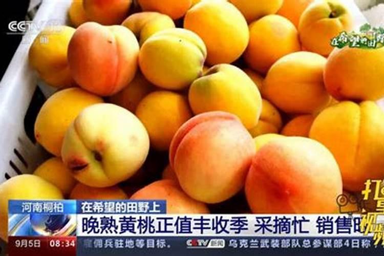 桃子快要成熟的时候有裂口该采取什么措施