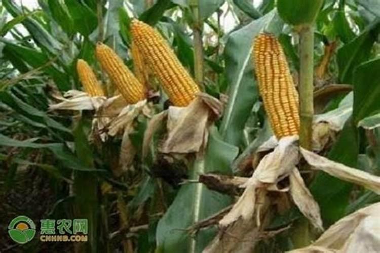 施钾肥的浓度梯度是多少可以缓解重金属锌的毒害