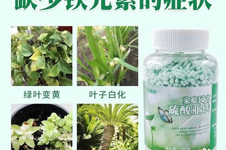 栀子花如何施肥年年开花大爆盆