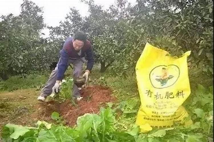 小果树施什么肥料最好