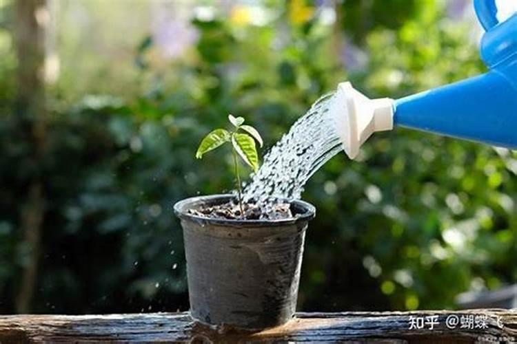 在果树上如何施用钙肥