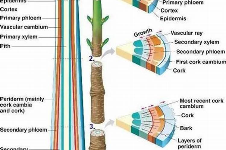 钾肥促进植物什么生长