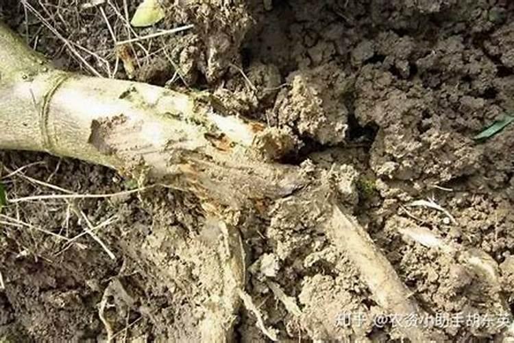 家养桔子树施什么肥料