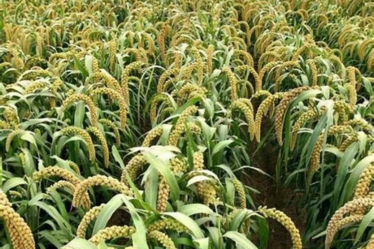 谷孑叶面肥氮肥什么时侯喷？酸二氢钾什么时候喷