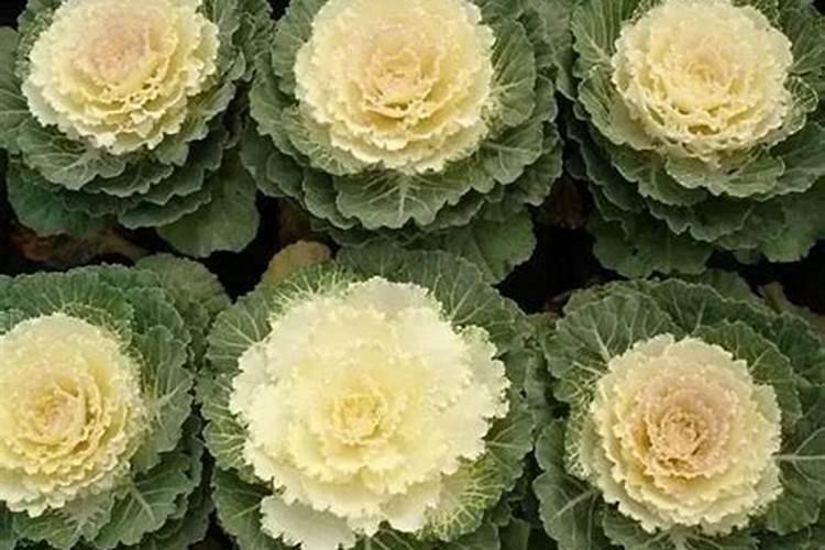 结球甘蓝的施肥有哪些技术要求？