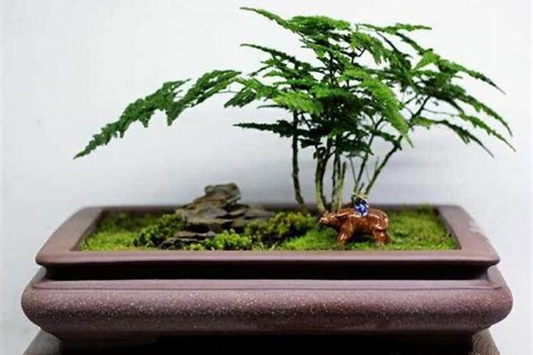 云竹怎么养才粗壮