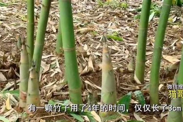 竹子一年能长多少米