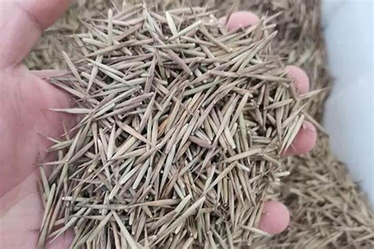 竹子一年能长多高