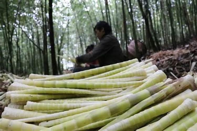 竹子种多久才可以大 竹子需要生长多久才能长大