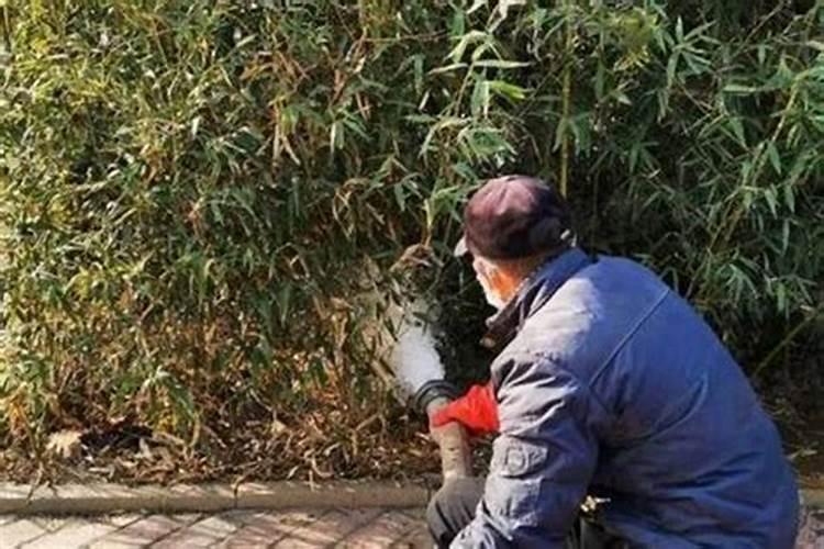 竹子为什么一年能长三米高？