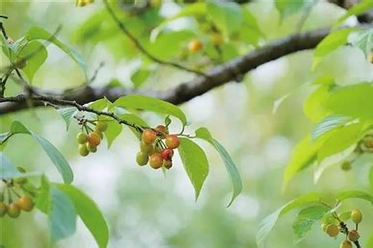 大樱桃树盛果期施肥的方法有什么？什么时间施肥最合适？