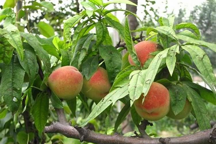 桃树快速挂果方法