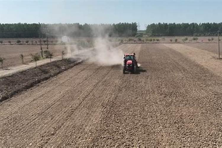 旱直播水稻怎样施肥