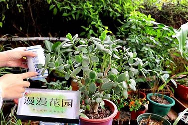 养护玉树用什么肥料最好？应该如何施肥？