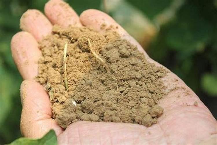 酸性土壤适合种植什么农作物 酸性土壤和碱性土壤有什么区别