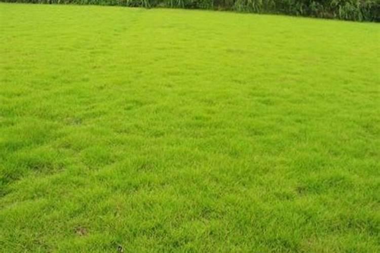 草坪一般怎么施肥,一般用量是多少,一年用几次肥