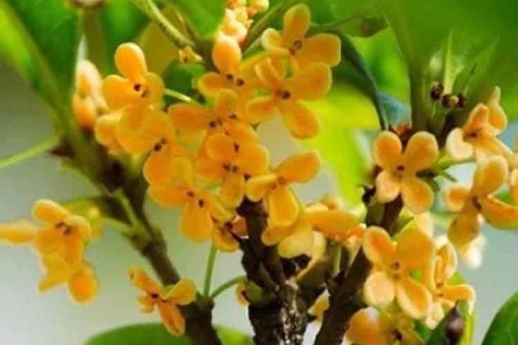 桂花树怎么养才长得好