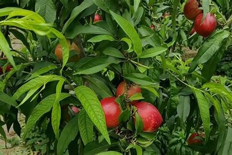 大棚油桃种植技术是什么