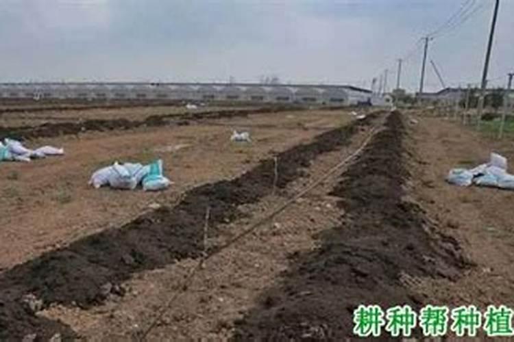 菜叶直接埋土里沤肥需要多久？