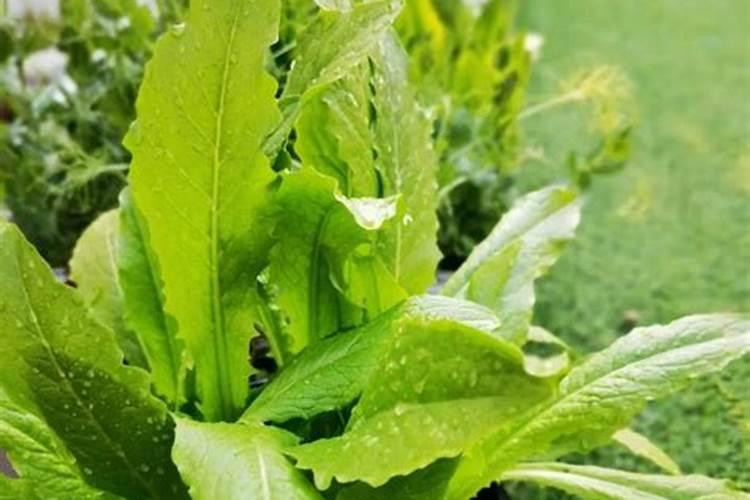 白菜打芸苔素好吃吗？