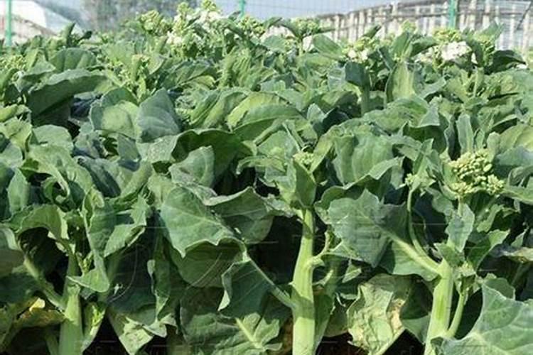 怎样让西红柿开花多结果多？