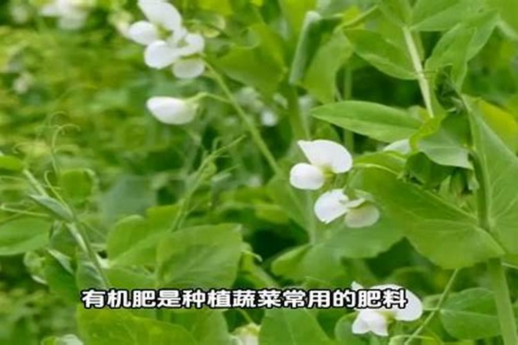 油菜叶肥可以打玉米