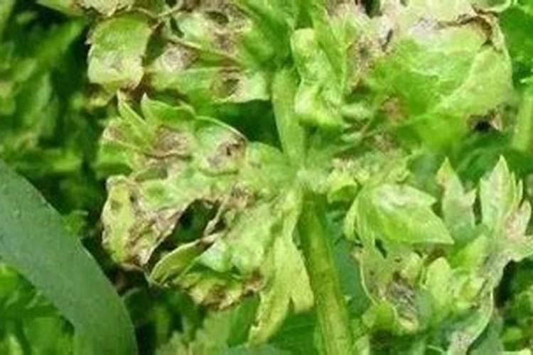 种香瓜用什么肥料最好
